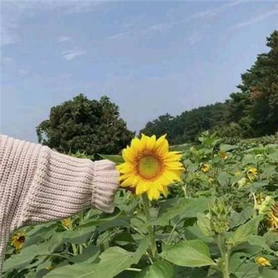 大话修仙情缘游戏下载